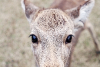 Deer of Nara, Japan